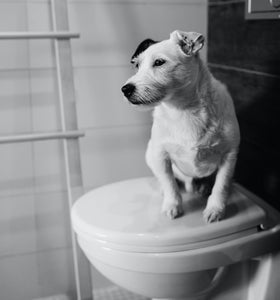 should you flush dog poop
