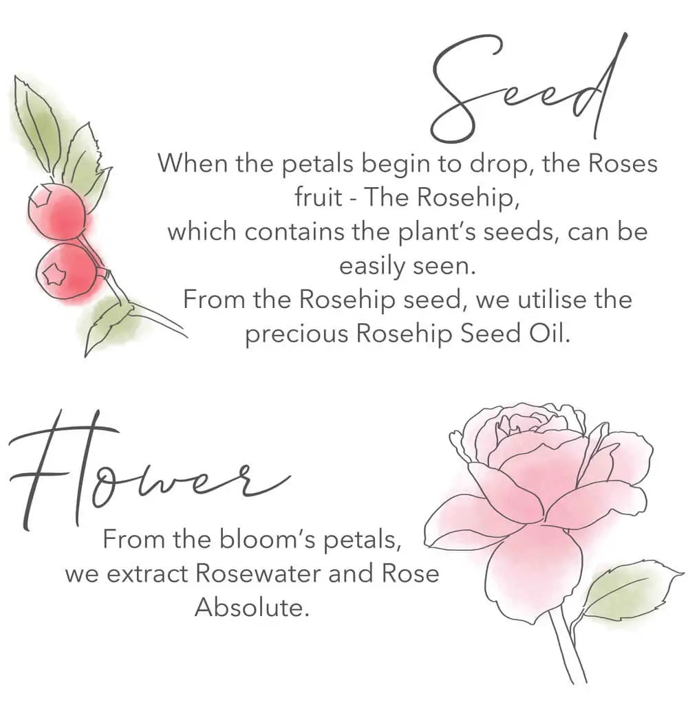 Flower: From the bloom’s petals, we extract Rosewater and Rose Absolute.   Seed: When the petals begin to drop, the Roses fruit,- the Rosehip which contains the rose plant's seeds, can be easily seen. From the Rosehip seeds, we utilise  the precious Rosehip Seed Oil.