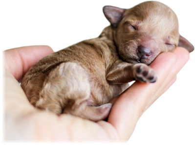 petit bebe animal dans une main qui dort