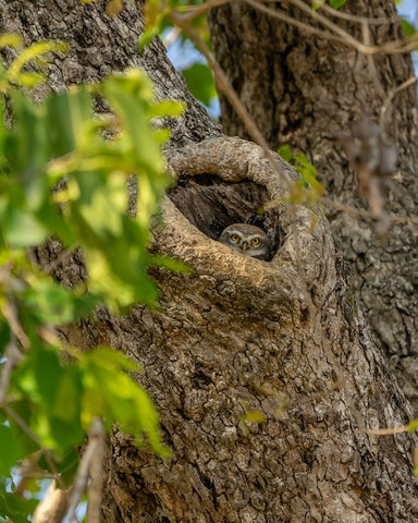 Owl nesting in a tree