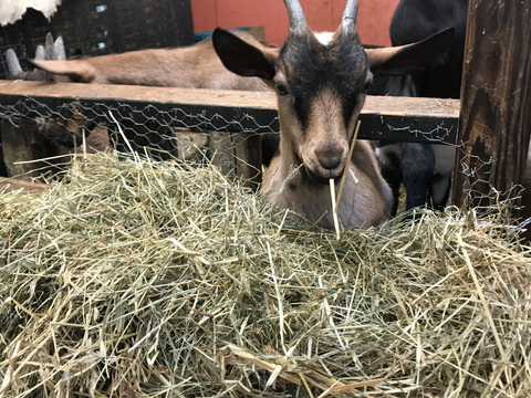 Losse Farm Goat Farm