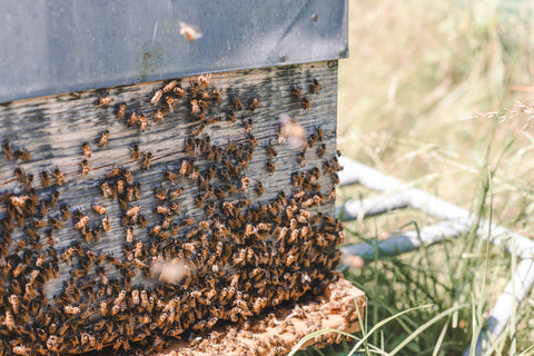 Photo d'une ruche Exertier avec des abeilles