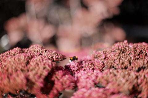 bee pink flowers