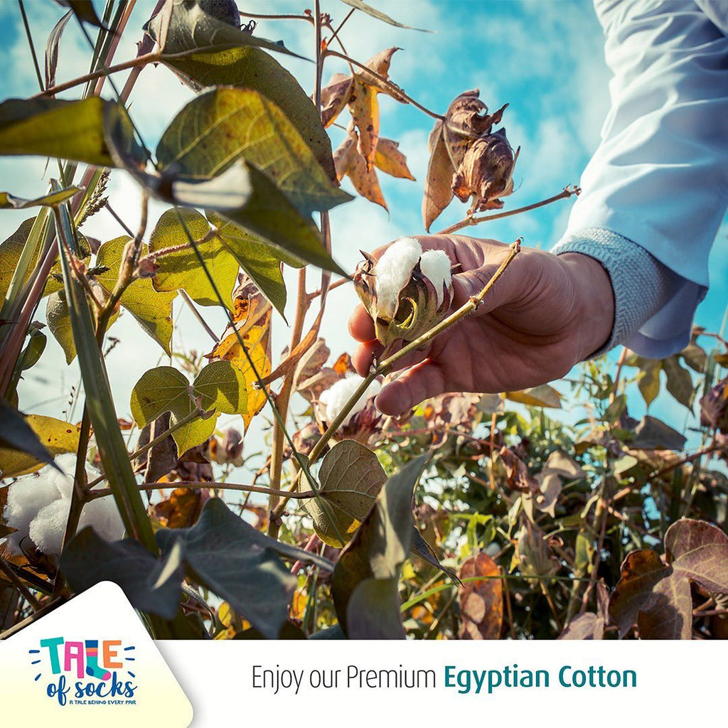 Tale of Socks' Class A Certified Premium Egyptian Giza Cotton