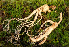 Koreanischer Ginseng 6 jahre alt