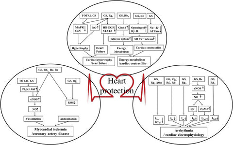 Pharmakologische und medizinische Anwendungen von Panax Ginseng und Ginsenosiden Beschreibung der Anwendung bei Herz-Kreislauf-Erkrankungen