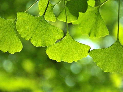 DER GINKGO BILOBA