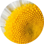 Chamomile.png__PID:221ac7fa-8814-4133-ad54-6f390926945c