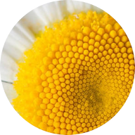 Chamomile.png__PID:221ac7fa-8814-4133-ad54-6f390926945c