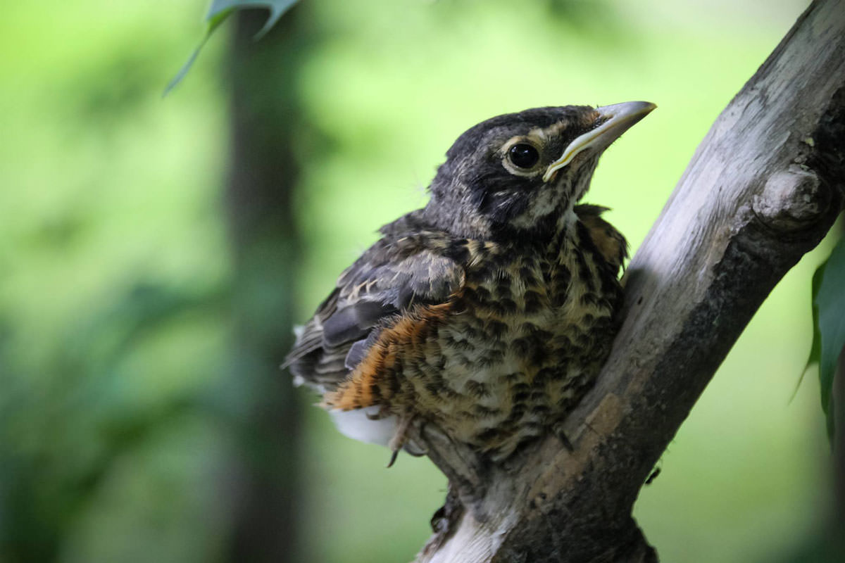 Baby Robin - Pure Muskoka Blog