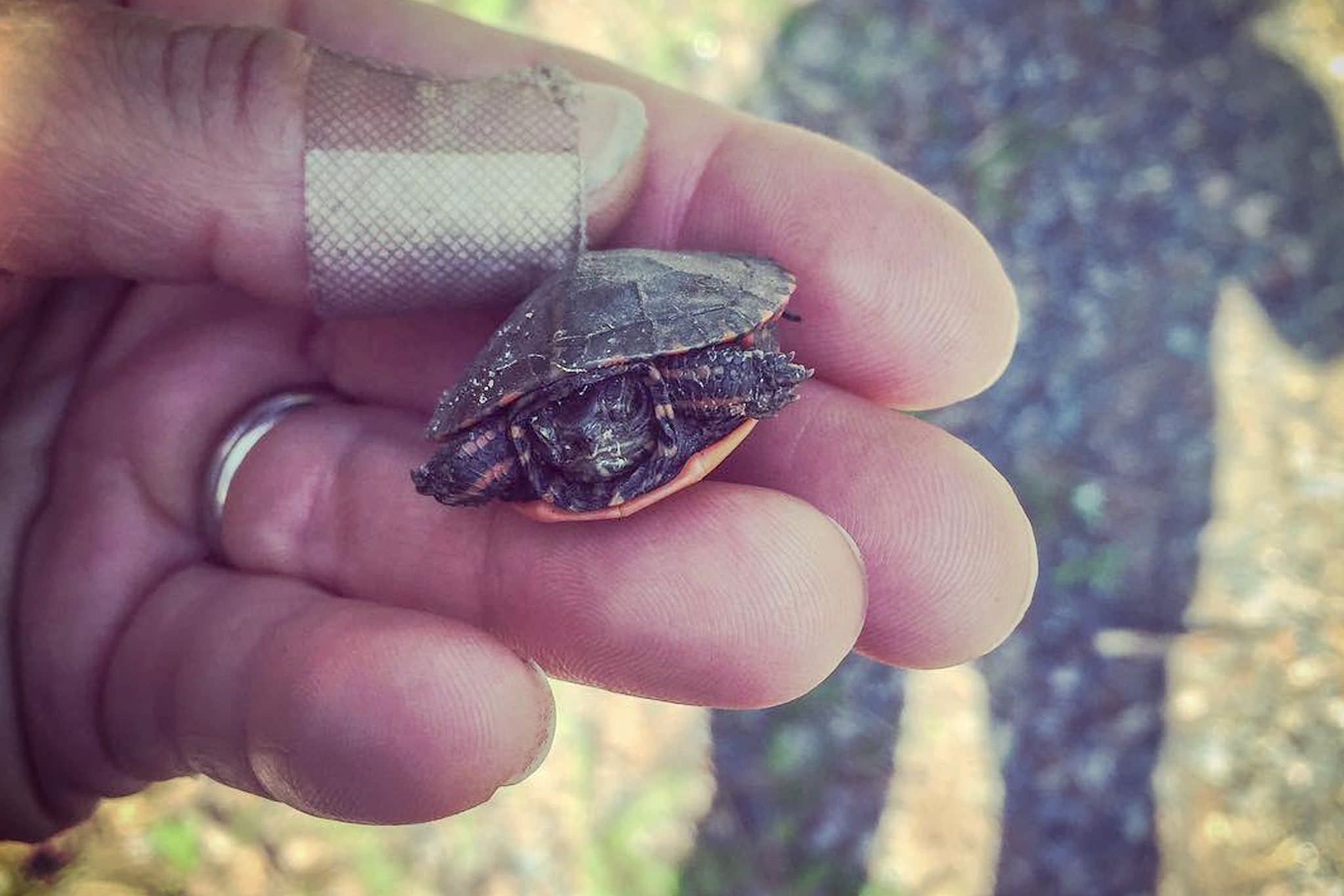 Baby Turtle - Pure Muskoka Blog