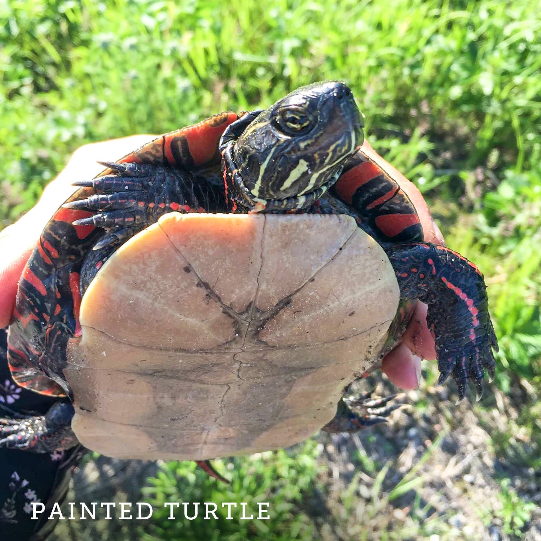 Painted Turtle