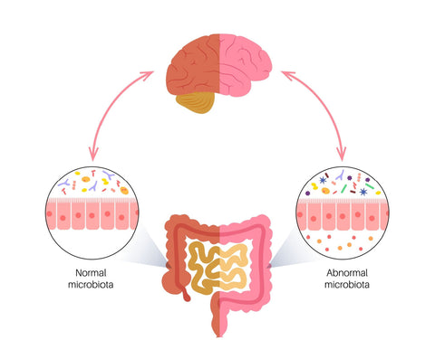 Gut Microbiome and Neurotransmitters