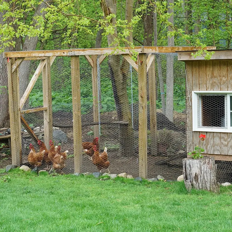 coop controls chicken coop door opener on chicken coop with chickens.webp__PID:e8778c9c-3909-4a87-9b31-4ead97ea7a41