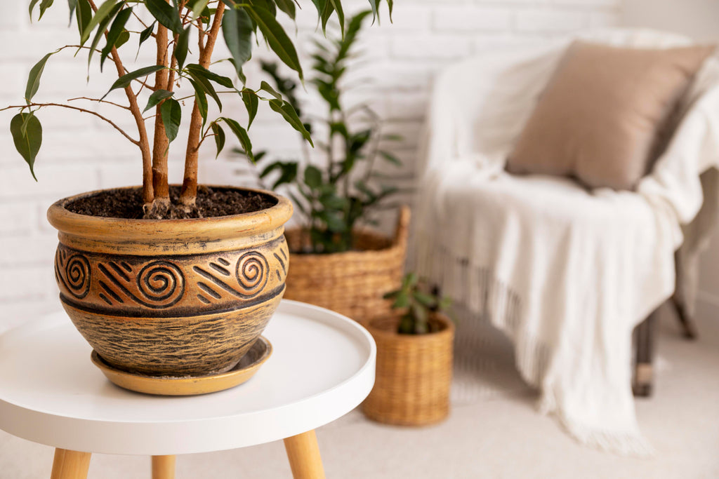 plant pots in rustic living room