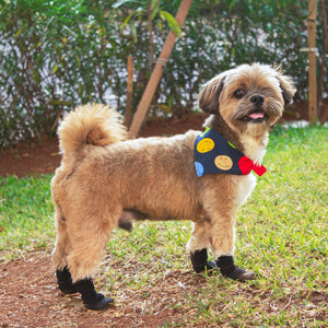 dogs wearing booties for the first time