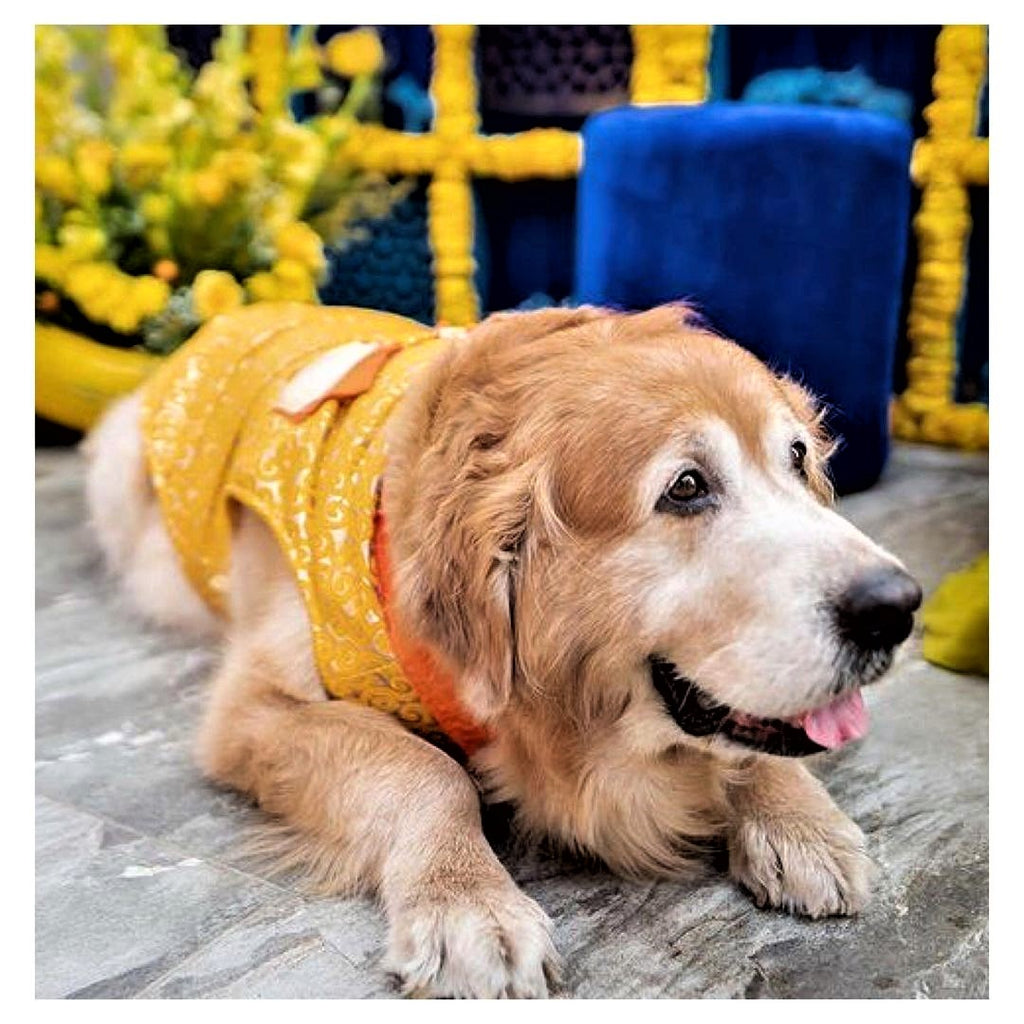 Dog in Yellow Sherwani