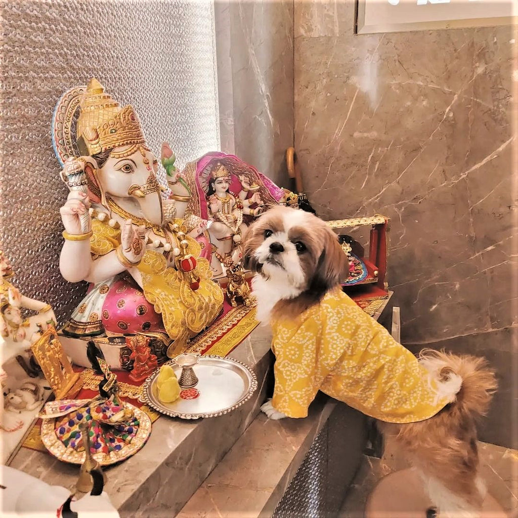 Dog In Yellow Kurta Praying To Bappa