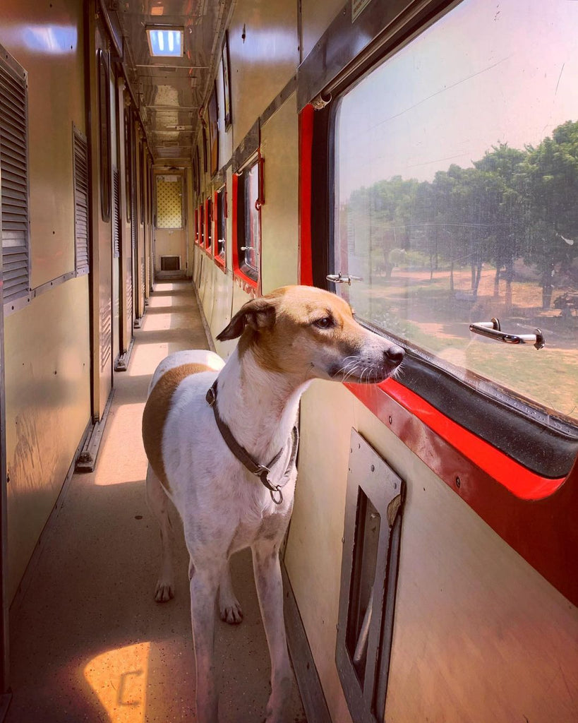 Dog traveling in Indian train