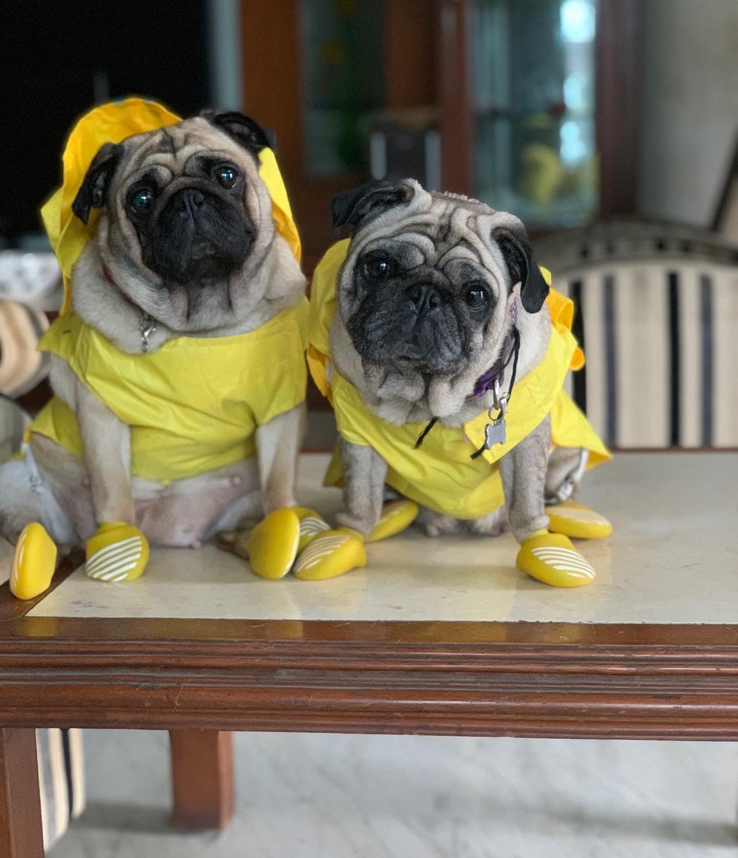 Dogs wearing raincoats and rainboots