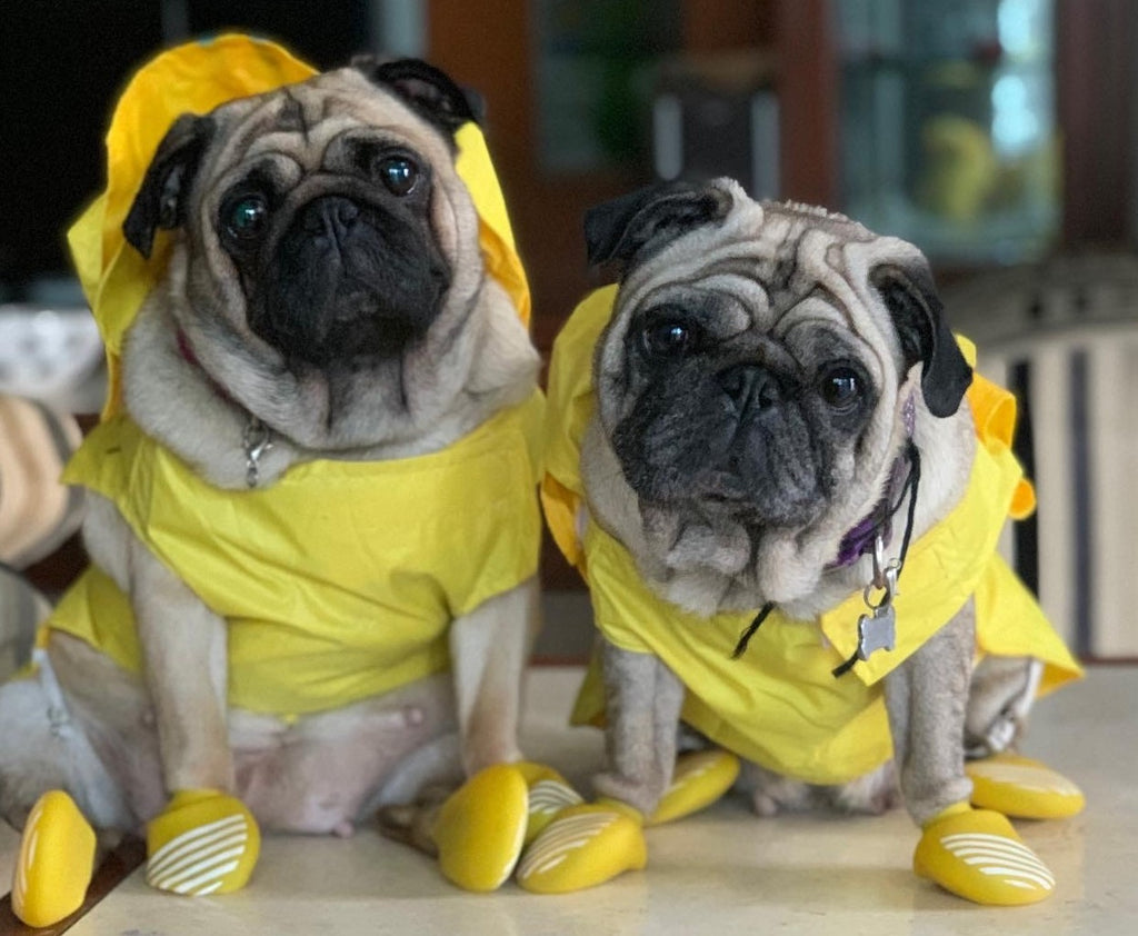 Pug wearing raincoats and rainy day dog boots- Zoof boots