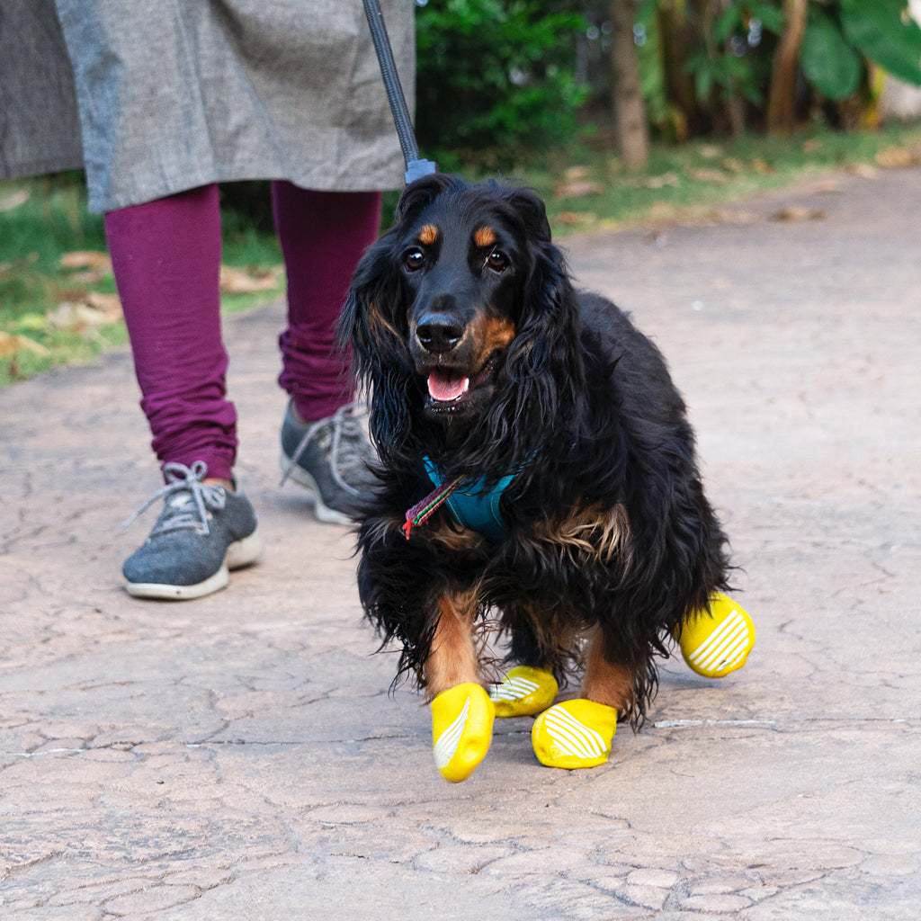 Dog walking with parent in a garden