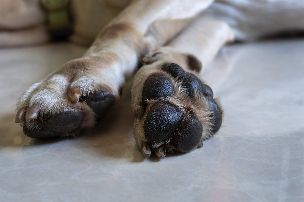 Dog Paws