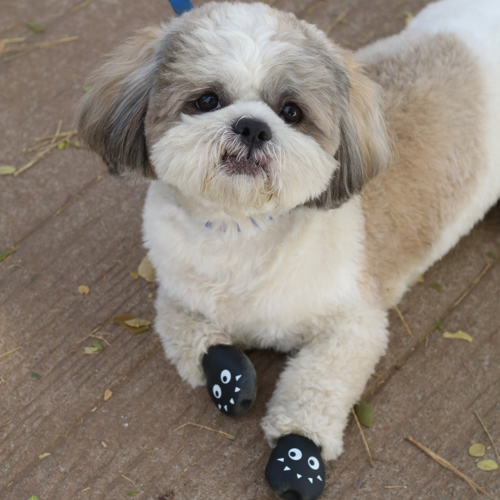 Dog Wearing Black Zoof Boots