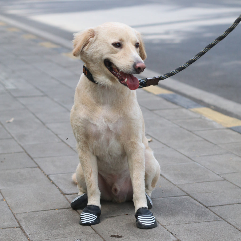 Panting Dog Wearing Zoof Boots