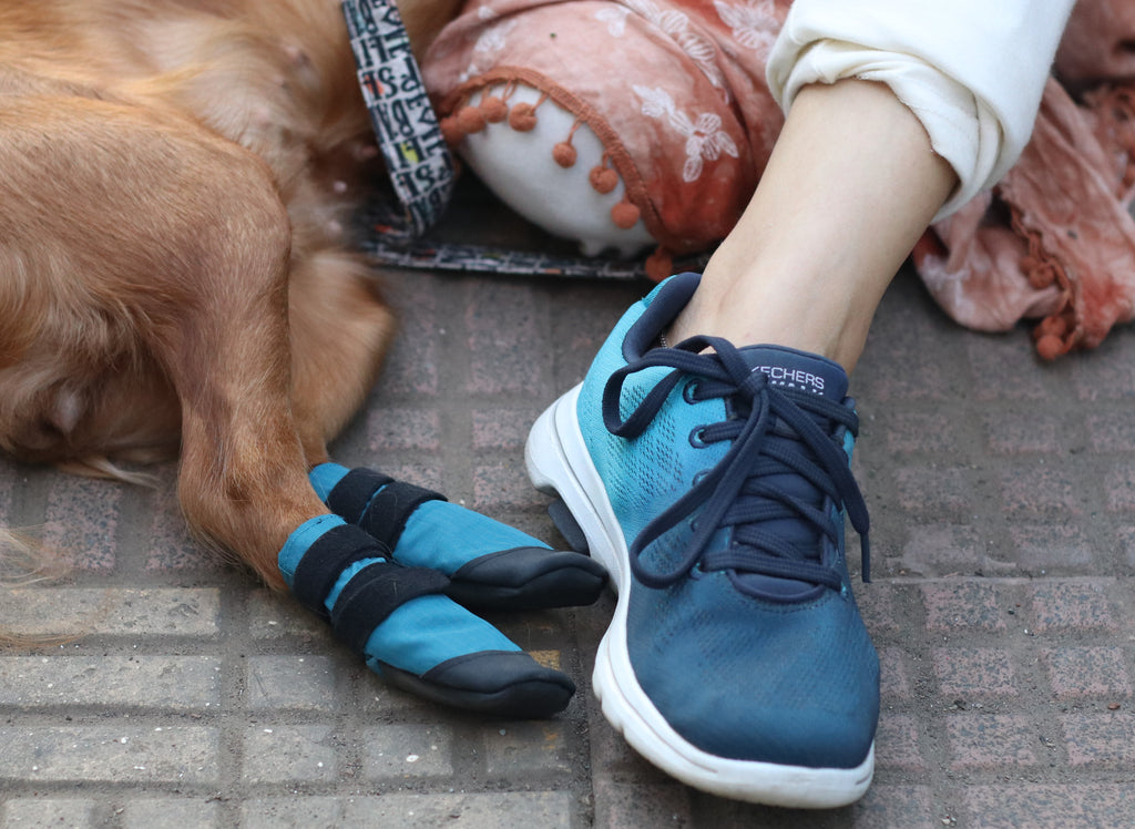 Dog and human wearing shoes
