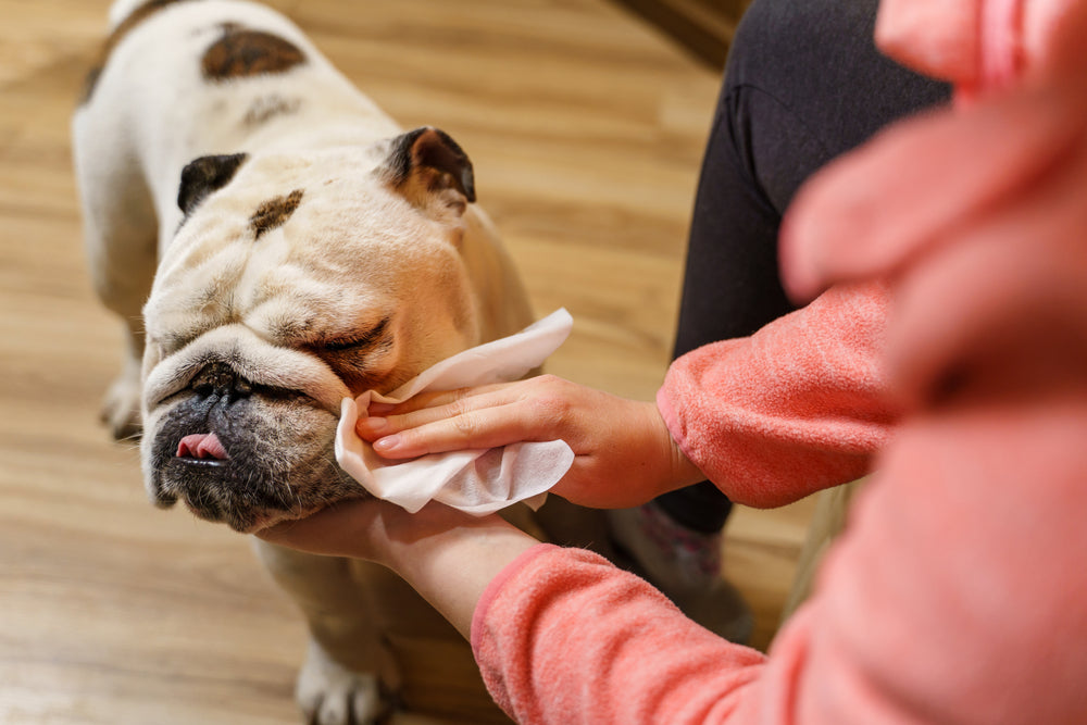 Dog Being Cleaned With Wet Wipes