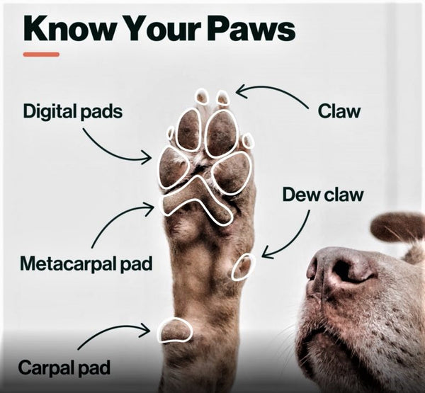 Anatomy of A Dog's Paws