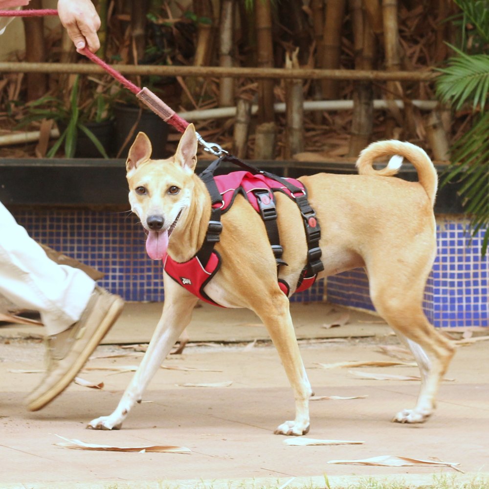 Escape proof harness for dogs