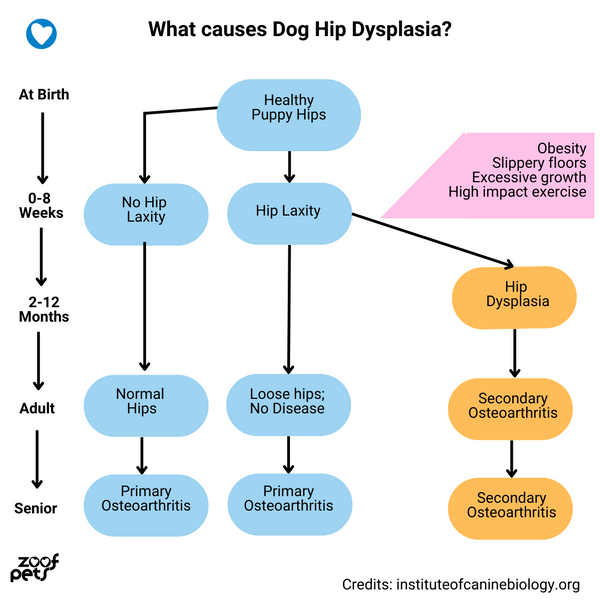 causes of dog hip dysplasia