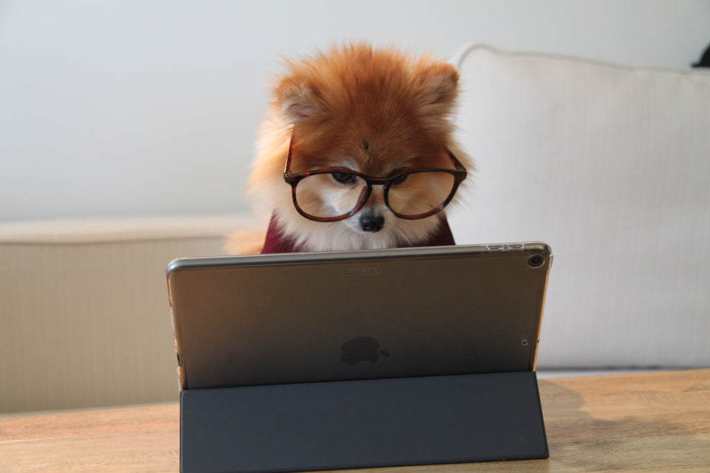 Dog working on laptop- blog