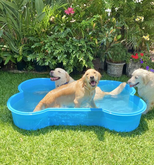 Dogs In A Pool