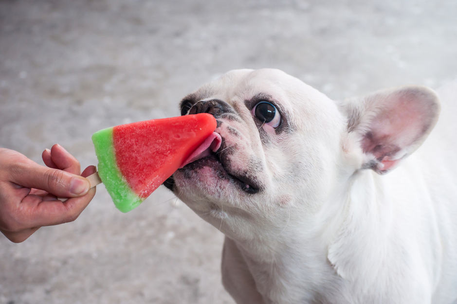 Dog Having A Popsicle! 