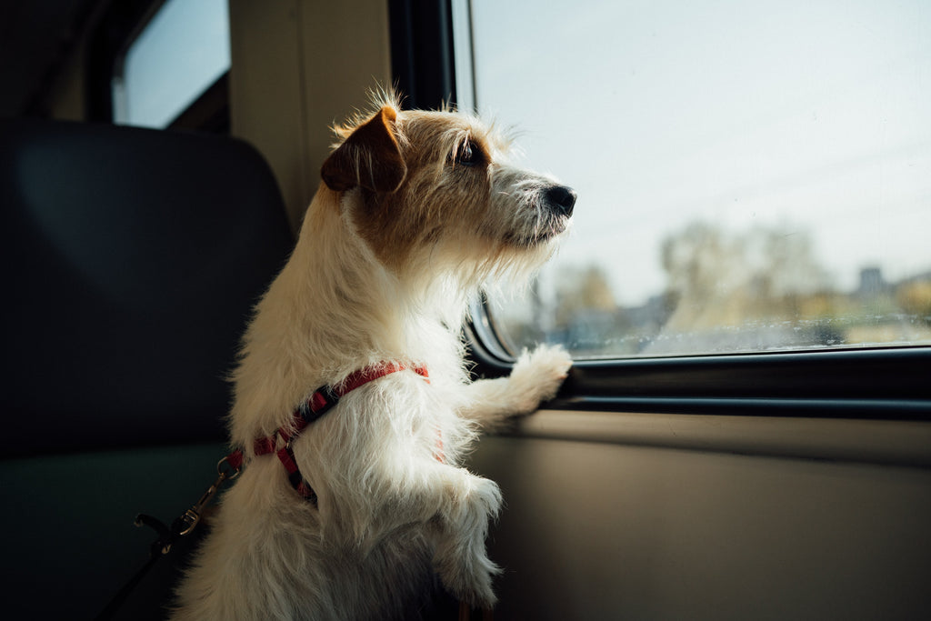 dog looking out the window of a car