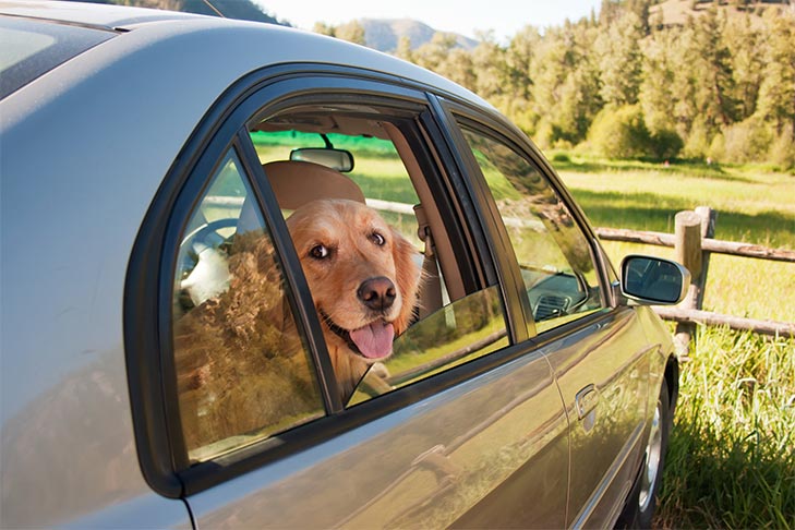 Dog Inside A Vehicle
