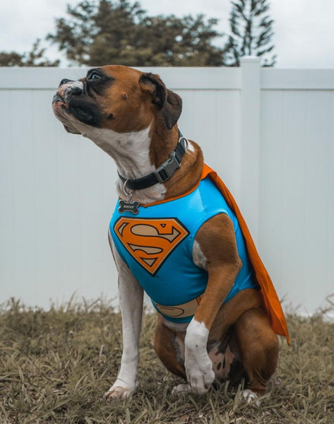 Dog In Superman Costume