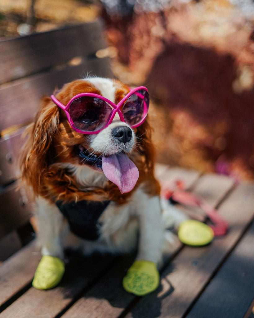 Puppy wearing sunglasses and boots