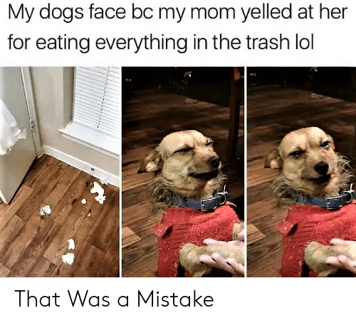 Dog Meme: Pup Eating Trash