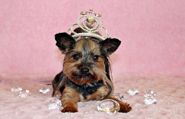 Dog Wearing A Tiara