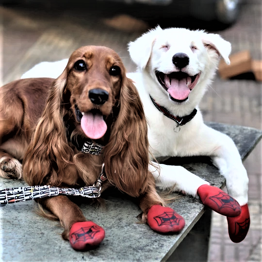 Two Doggos wearing Spiderman Dog Shoes