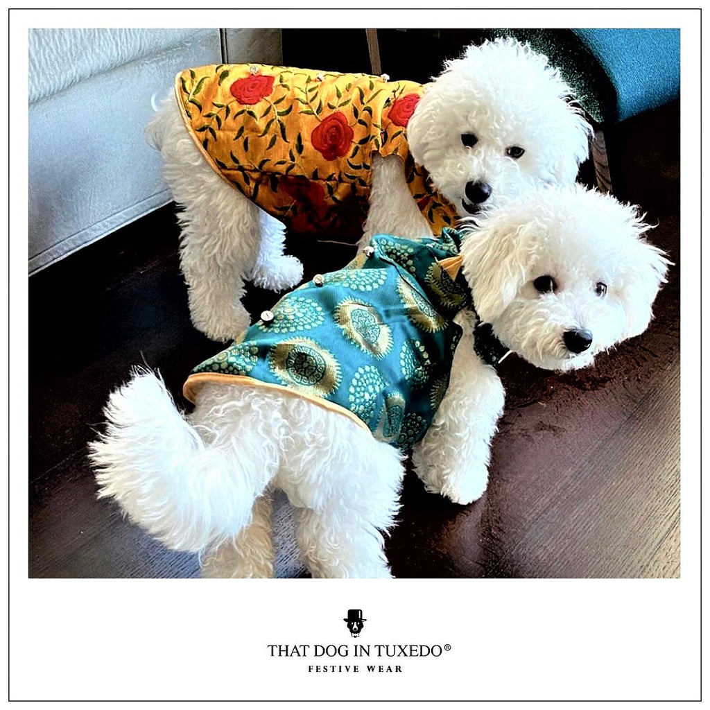 That Dog In Tuxedo- Two puppies wearing Sherwanis