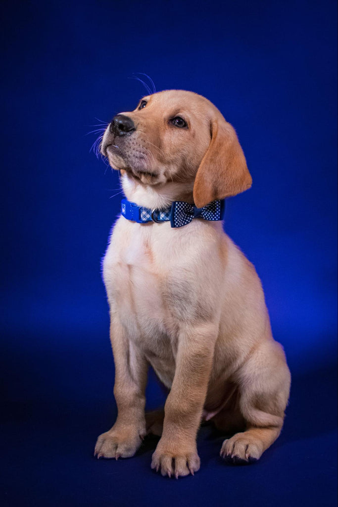 dog wearing a blue blow tie