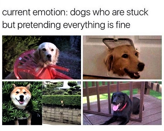 Dog Meme: Dogs who are stuck but pretending everything is fine