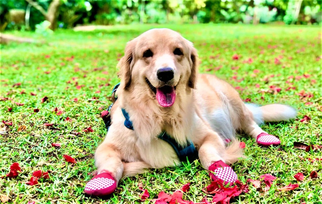 Dog sitting on grass wearing shoes