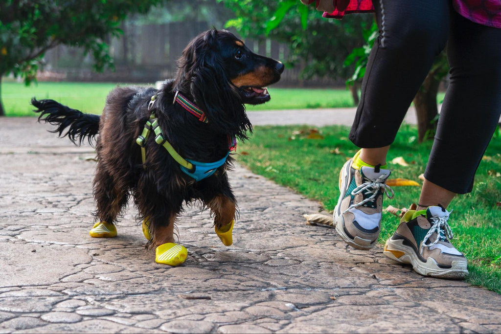 Dog on walk wearing dog boots