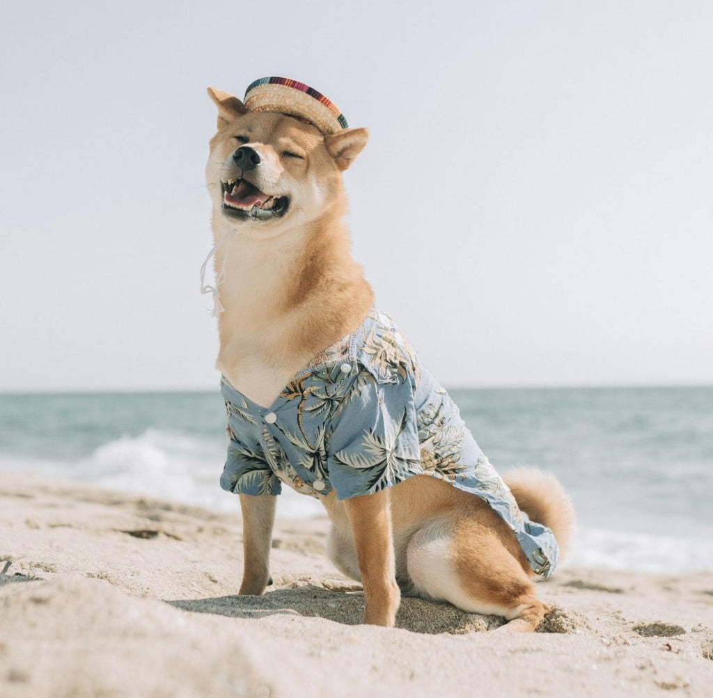 Doggo wearing a shirt and hat on beach